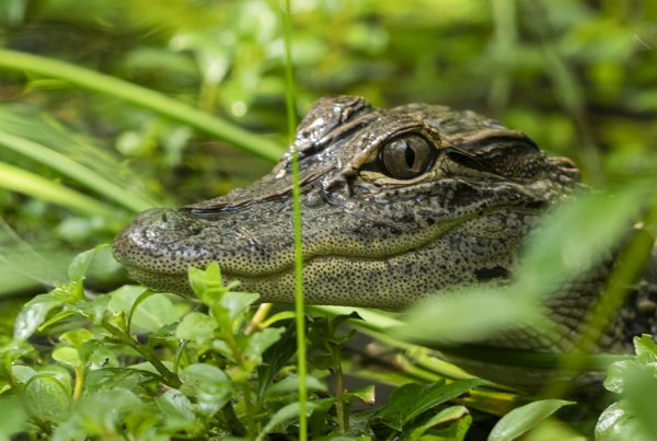 American Alligator: Reproduction