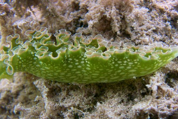 The Lettuce Sea Slug
