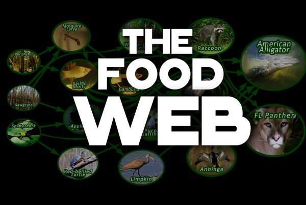 The Food Web
