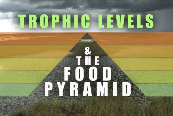 Trophic Levels & The Food Pyramid