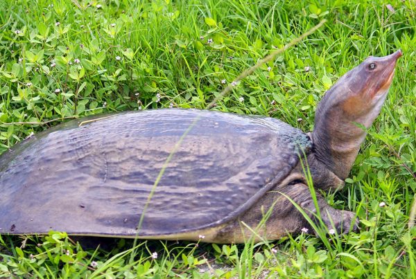 The Florida Softshell Turtle