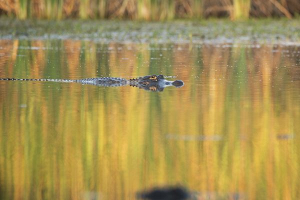 Alligator Swimming in the Everglades