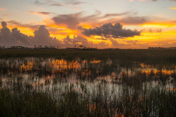 Everglades Landscape