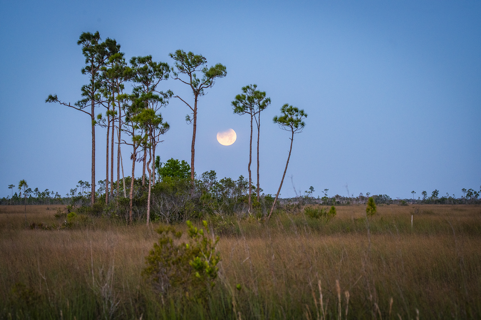 Sawgrass Prairie 360 • Odyssey Earth