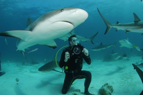Filmmaker Richard S. Kern films Caribbean reef sharks in Nassau, Bahamas
