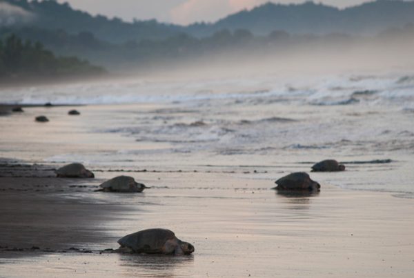 Sea Turtles and the Great Arribada