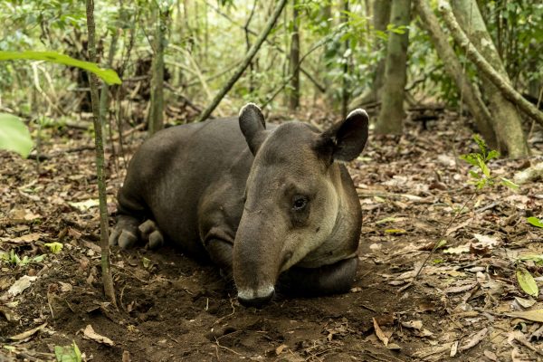 A Baird's Tapir in Costa Rica's Osa Peninsula