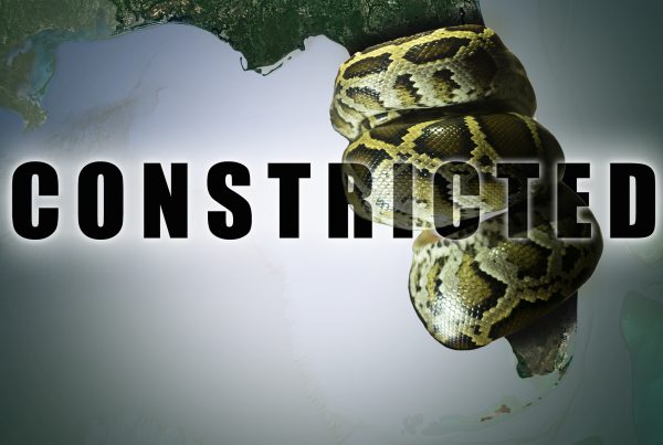 Constricted: Florida’s Exotic Invaders