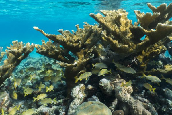 The Coral Reef Habitat