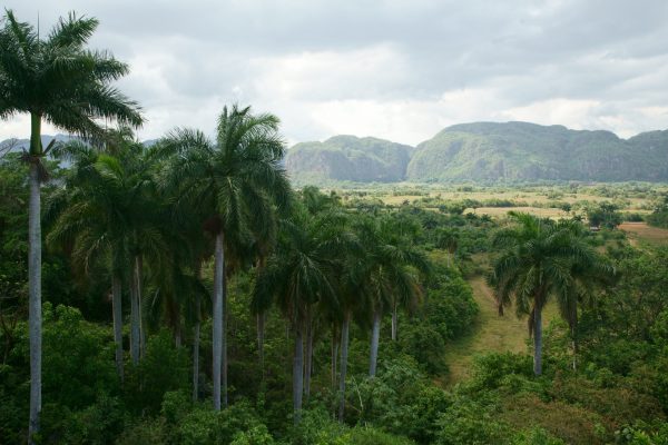 View of the Viñales Valley with towering mogotes, or pillar mountains, in the background. Pinar del Río, Cuba