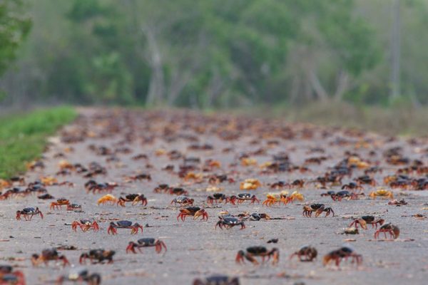 A massive, seasonal migration of red land crabs on the Zapata Peninsula, Cuba