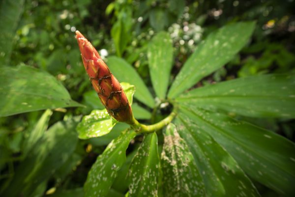 A wild ginger flower in the Central American rainforest