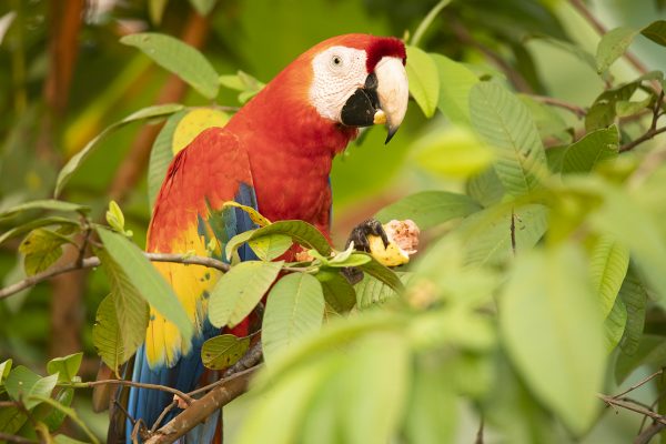 A scarlet macaw eats a guava fruit