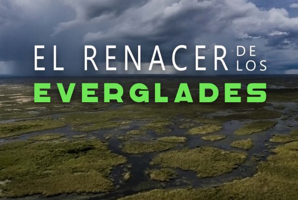 El Renacer de los Everglades