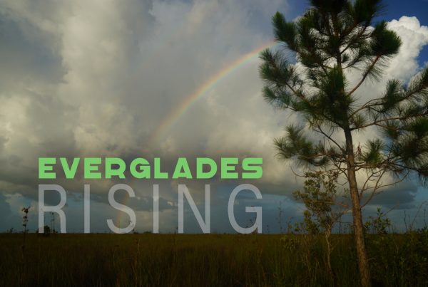 Everglades Rising