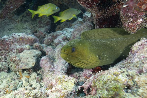 A green moray eel on a coral reef in the Florida Keys