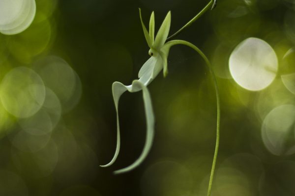 A single, rare ghost orchid flower in Big Cypress National Preserve