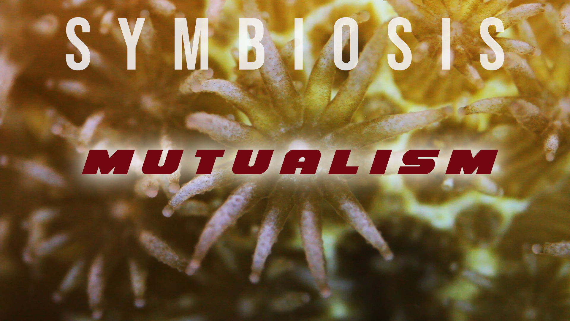 Symbiosis: Mutualism • Odyssey Earth