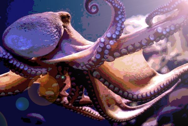The Common Octopus