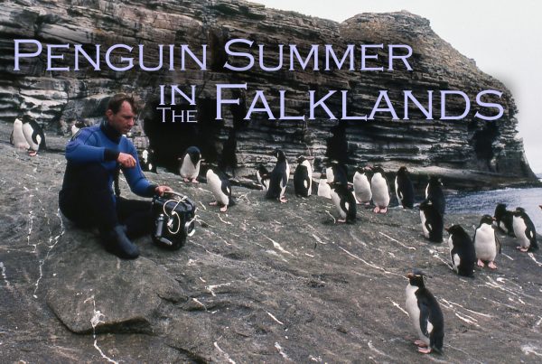 Penguin Summer in the Falklands