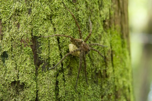 A large female fishing spider carries her egg sack