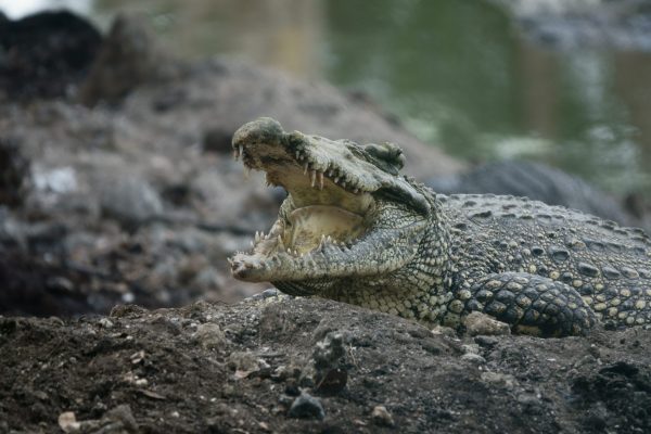 A rare, endemic Cuban crocodile in the Zapata Peninsula, Cuba