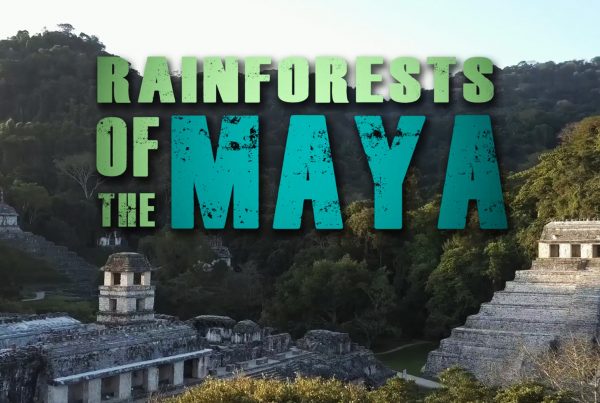Rainforests of the Maya