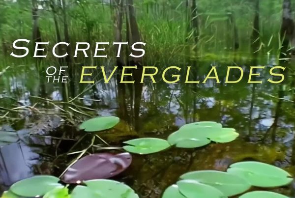 Secrets of the Everglades