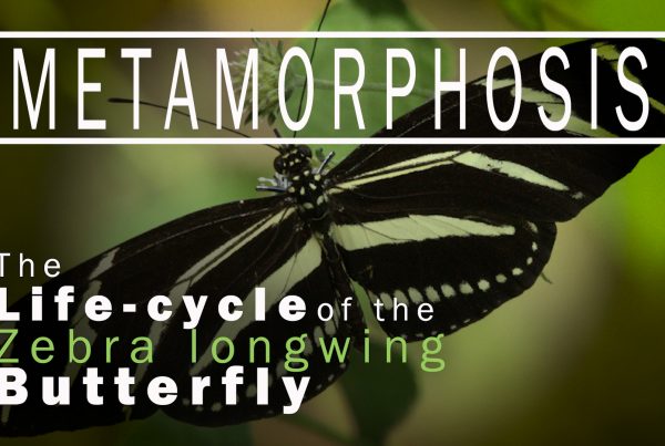 Metamorphosis: Life Cycle of the Zebra Butterfly