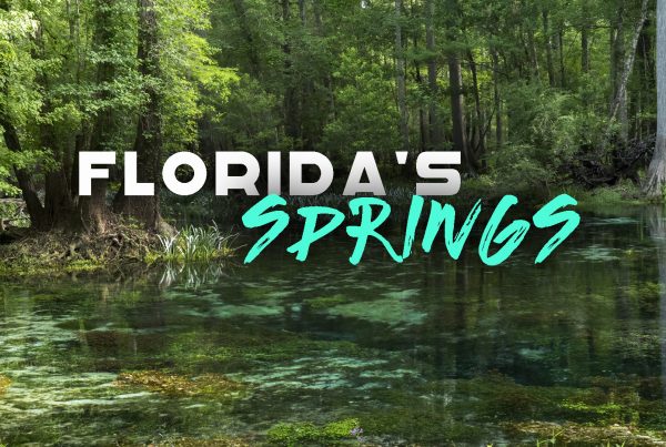 Florida’s Springs