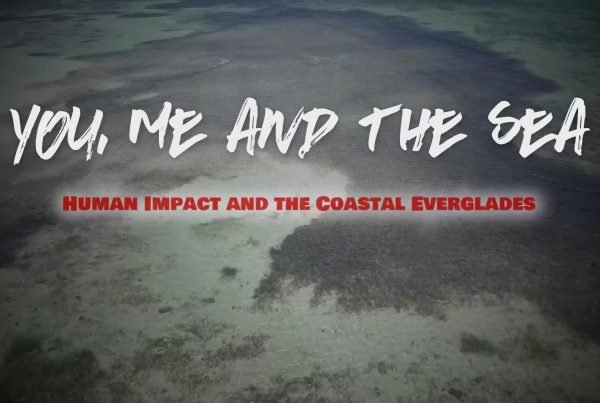 You, Me and the Sea: Human Impact and the Coastal Everglades