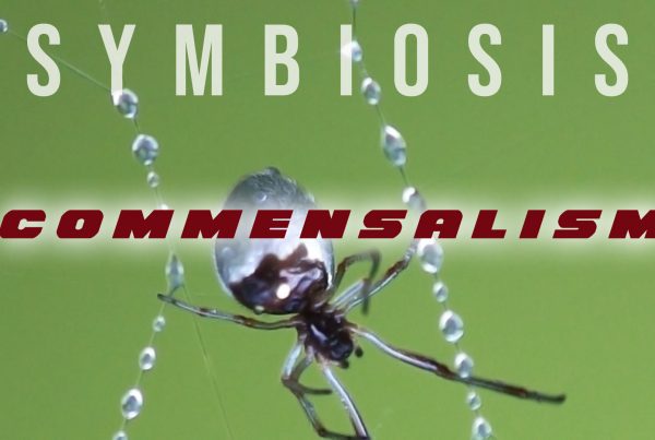 Symbiosis: Commensalism