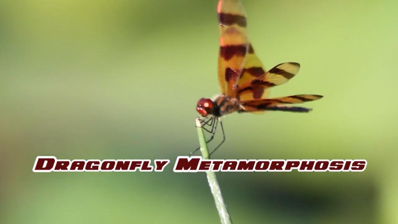 Dragonfly Metamorphosis • Odyssey Earth