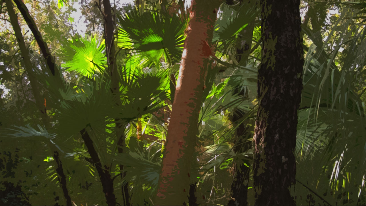 The Hardwood Hammock Habitat • Odyssey Earth