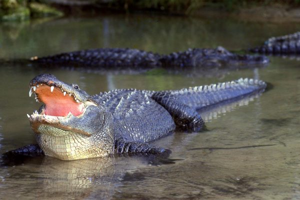Bellowing American Alligator in Everglades National Park