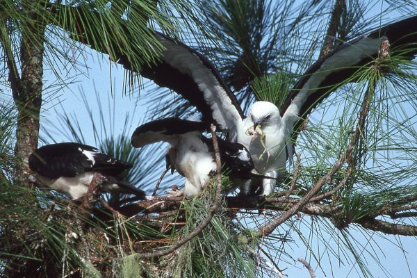 A swallow tailed kite delivers a green tree frog to her hatchlings