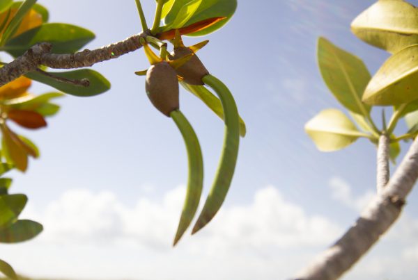 The Life Cycle of the Red Mangrove