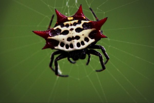 The Amazing Courtship of Orb-Weaving Spiders