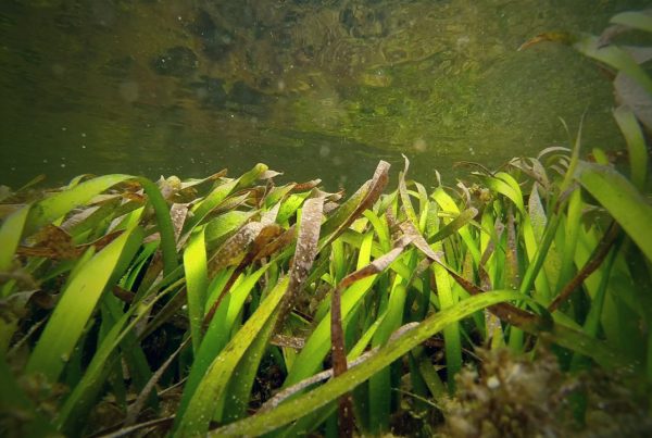 The Seagrass Habitat