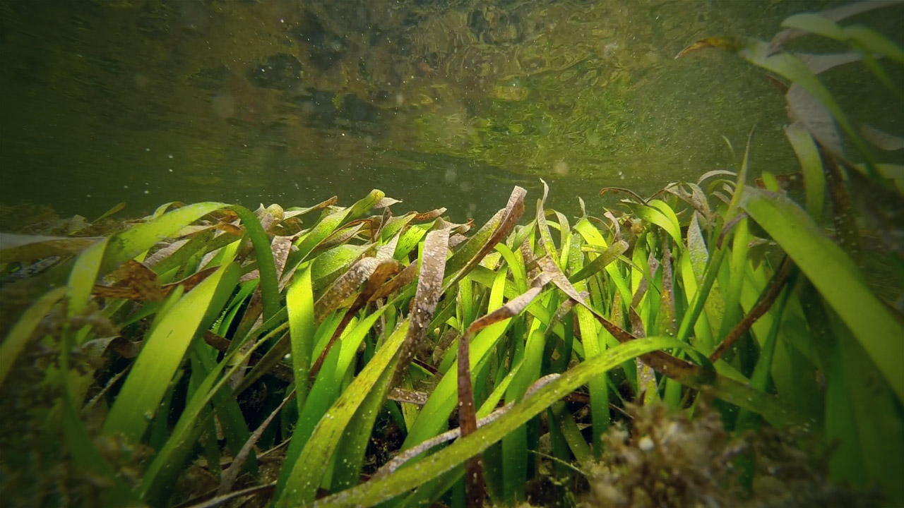 The Seagrass Habitat • Odyssey Earth