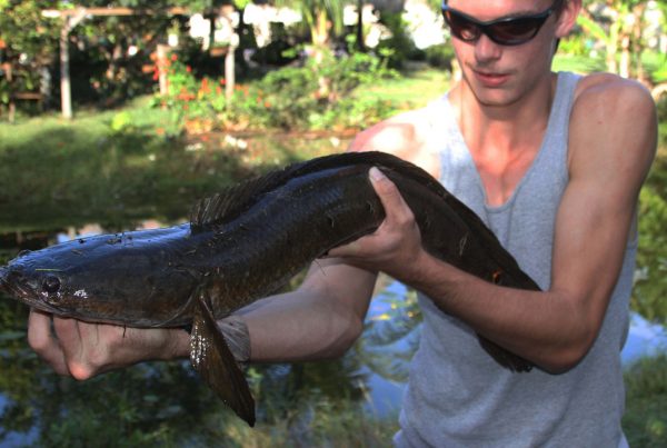 Invasion of the Snakeheads