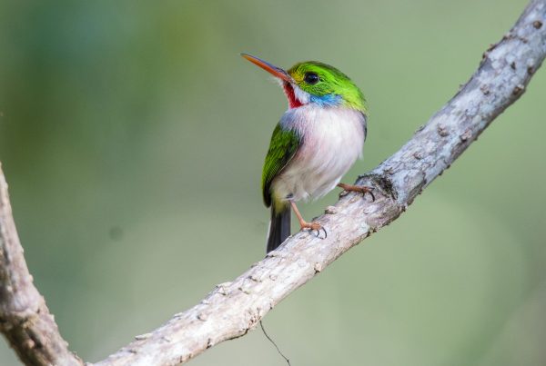 The Birds of Cuba