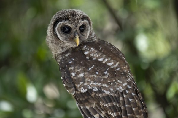 A juvenile barred owl
