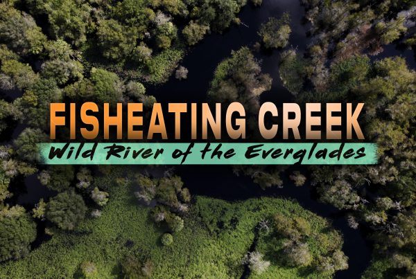 Fisheating Creek: Wild River of the Everglades