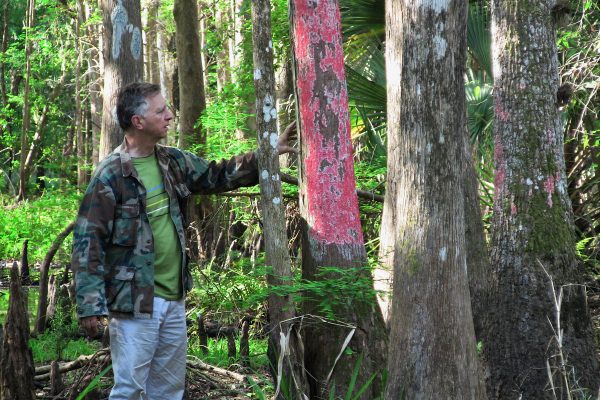 Rich Kern inspects red blanket lichen on a cypress tree