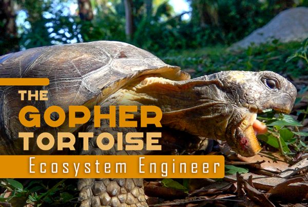Gopher Tortoise: Ecosystem Engineer