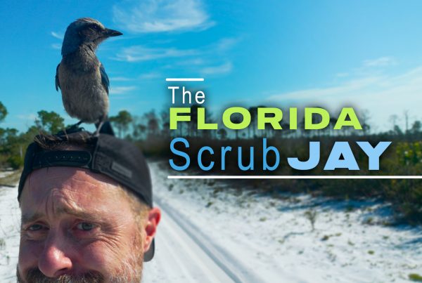 The Florida Scrub Jay