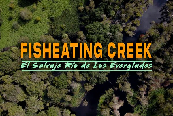Fisheating Creek: El Salvaje Rio de los Everglades